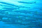 Derawan