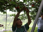 山梨 サクランボ狩り がじつ園 フォトギャラリー