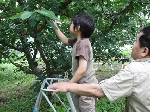 山梨 サクランボ狩り がじつ園 フォトギャラリー